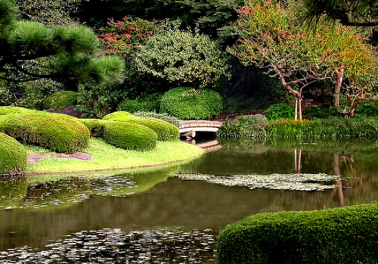 The Tokyo's garden
