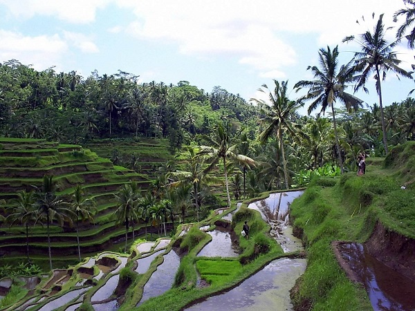 Bali Rice Paddy